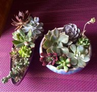 多肉植物怎么养 多肉植物怎么繁殖