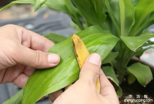 香蕉皮的作用擦亮植物
