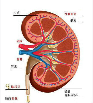 泡脚的小偏方 让你告别肾虚