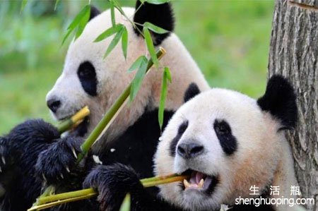 大熊猫为什么被视为是中国的国宝?