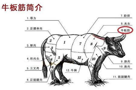 牛板筋是牛的哪个部位