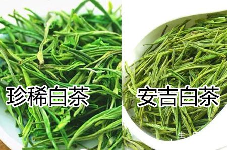 珍稀白茶和安吉白茶