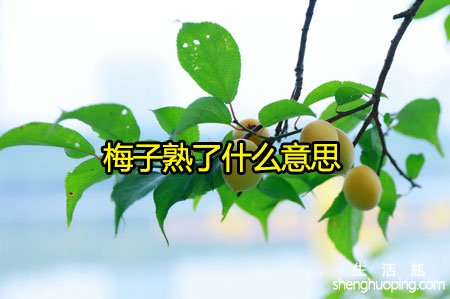 梅子熟了什么意思