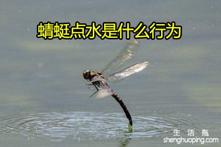 <b>蜻蜓点水是什么行为</b>