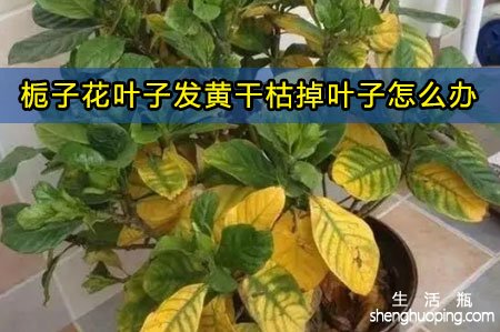 <b>栀子花叶子发黄干枯掉叶子怎么办</b>