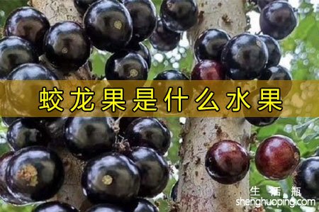 蛟龙果是什么水果