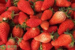 草莓几月份种最好？