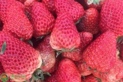 草莓怎么保存才新鲜？