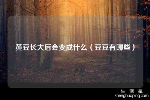 黄豆长大后会变成什么（豆豆有哪些）