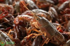今年首批小龙虾上市，现在小龙虾多少钱一斤？