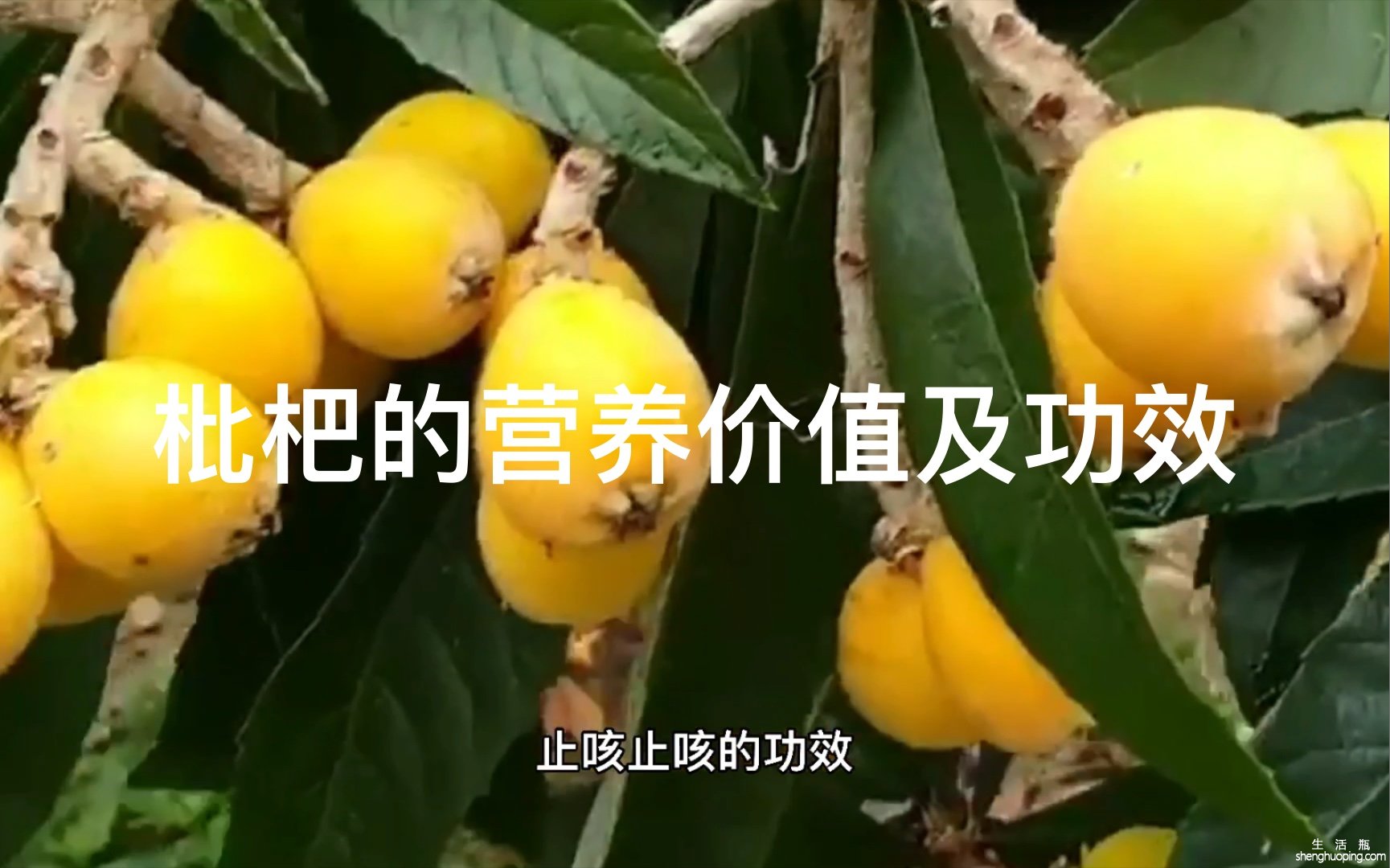 蜜糖泡枇杷有什么功效(蜜糖泡枇杷：润肺止咳、清热解毒的良方)