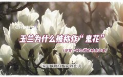 玉兰花有什么功效(玉兰花功效大揭秘，美容养颜、清肺润喉)