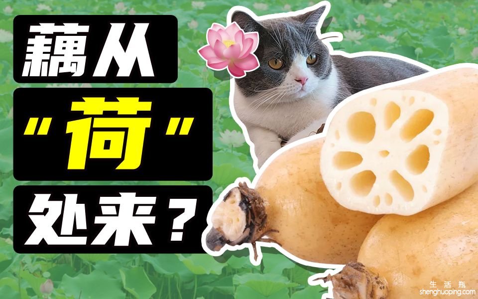 地藕的功效与作用(地藕的功效与作用，盘点地藕的营养价值)
