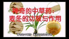 草药地龙的功效与作用(草药地龙：祛湿、止痛、活血、调经的好帮手)