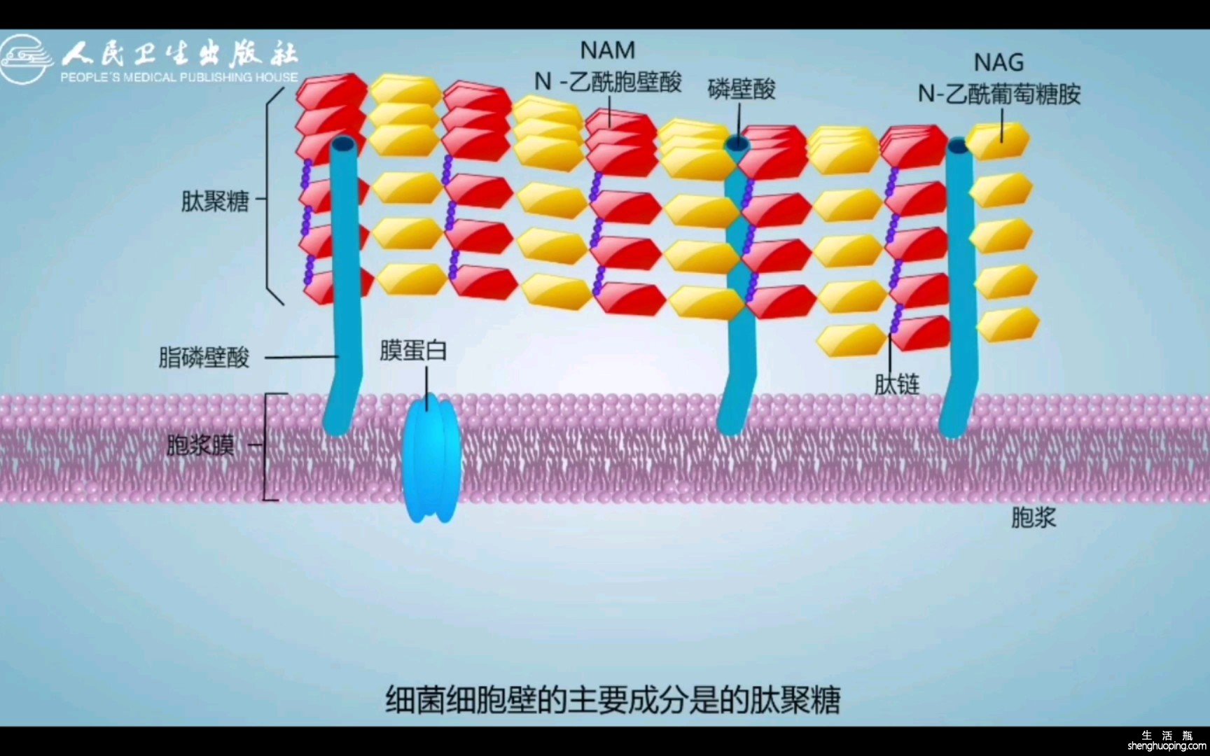 胃霉素的功效与作用(胃霉素：消除胃肠道感染的利器)