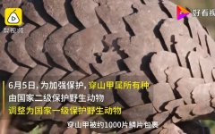 穿山甲药用功效(穿山甲药用：祛风散寒，活血化瘀，滋阴补肾)