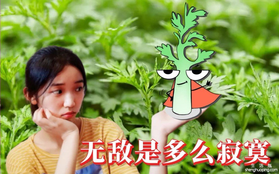 艾草粉的功效与作用(艾草粉的功效与作用，全面解析)