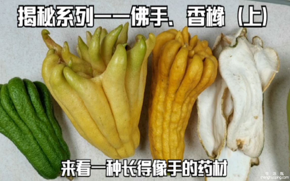 香橼的功效与作用禁忌(香橼的功效与作用禁忌，全面了解)