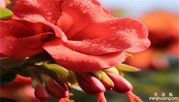 摄图网_600335622_夏天绽放的红色花朵(企业商用).jpg