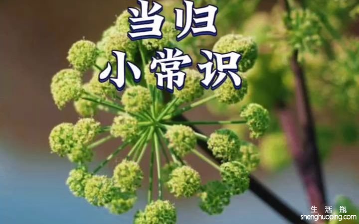 阴沉泡水喝功效与作用(阴沉泡水：祛湿养生，提高免疫力)